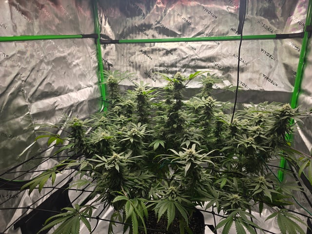 First grow — flower, day 90