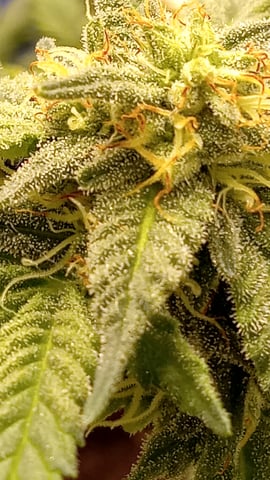 closet grow for veg with a.c infinity air intake fan .With no carbon filter just suction,and spider farmer sf 7000.Then a spider farmer sf tent 4×4×6.5with a G1500 l.e.d from spiderfarmer and spider farmer 6inch clip oscalating fan. — flower, day 54