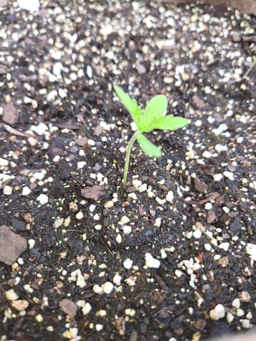 Late Outdoor Photo's — seedling_rooting, day 1