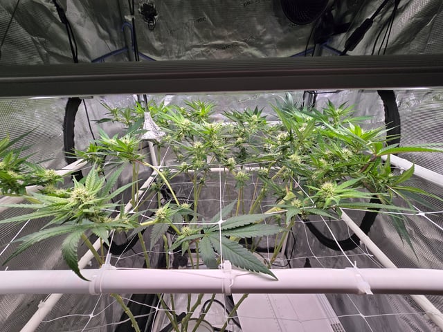 Grow 3 — flower, day 25