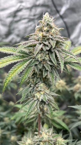 CB (Fem Photo) — flower, day 70