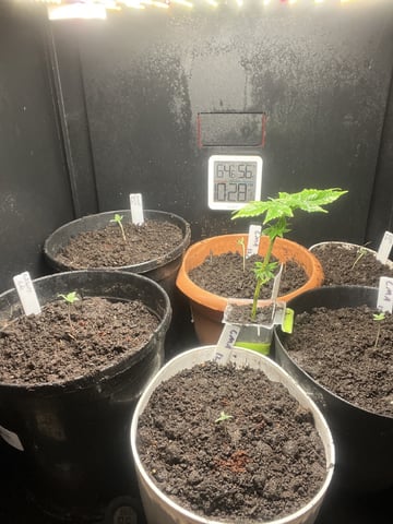 Auto variety  — seedling_rooting, day 7