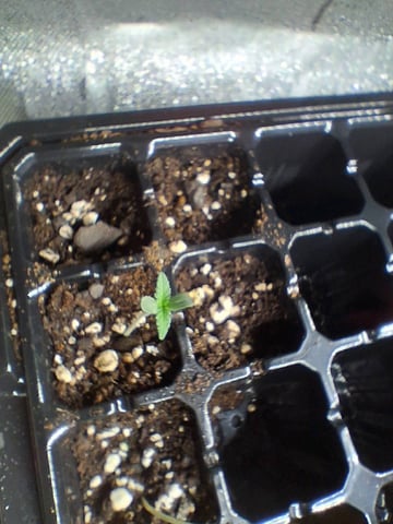 Free Seeds — seedling_rooting, day 13