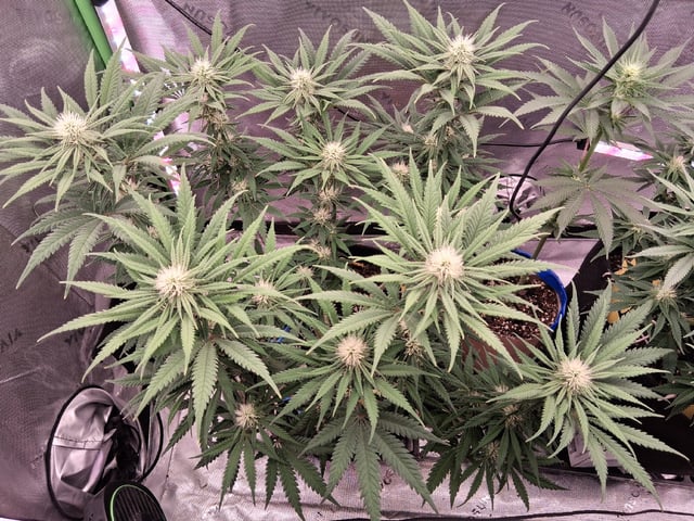 fruity pebbles, cap junky — flower, day 79