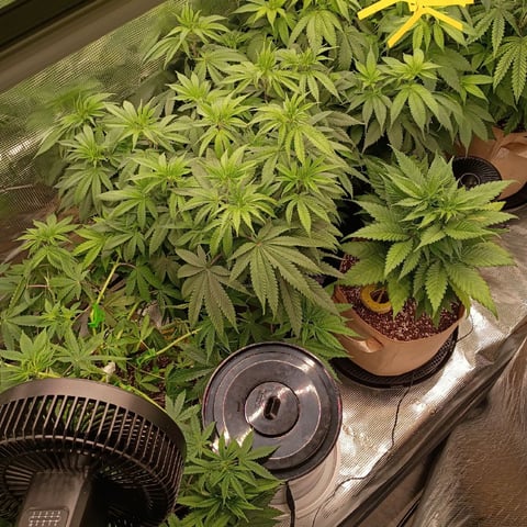 TentPlantLightFan — vegetative, day 70