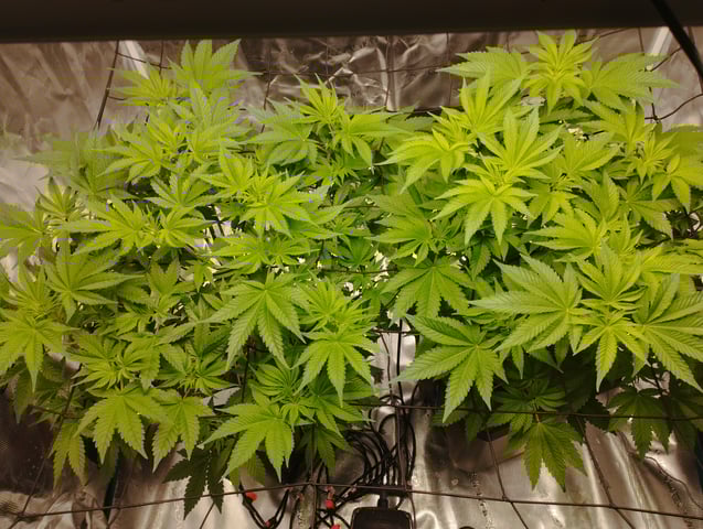 First Grow - - - Hydroponic - - - Roswell Code (2 plants)  — flower, day 1