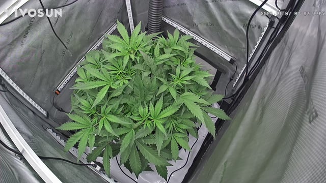 gorilla cookies  — vegetative, day 12