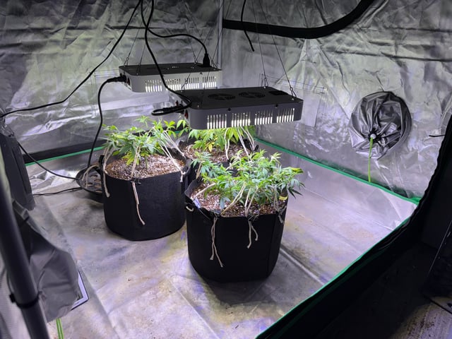 Green Gelato — vegetative, day 30