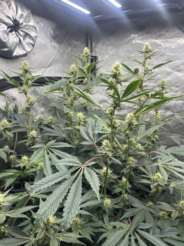 The Bling  — flower, day 107