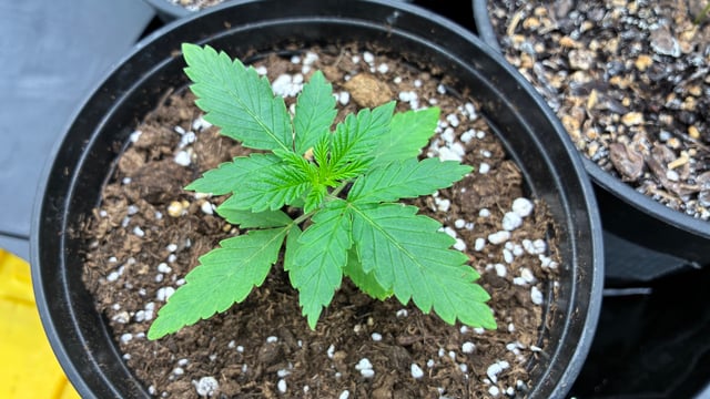 3 Strain grow 