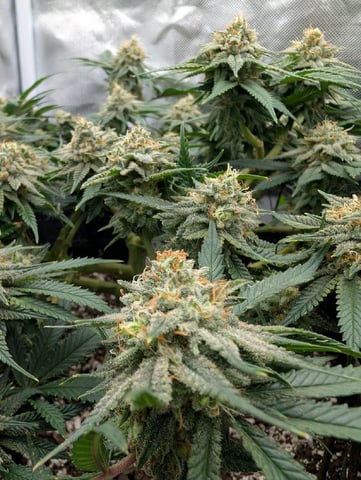 memphisto 3 bears OG, ethos high note r1 — harvest, day 86