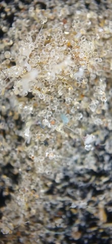 newest ggs setup grow — flower, day 86