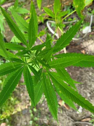 Bread — flower, day 34