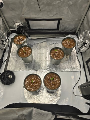Royal Queen Seeds — seedling_rooting, day 11
