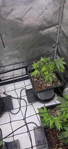Lime Rian. — vegetative, day 35