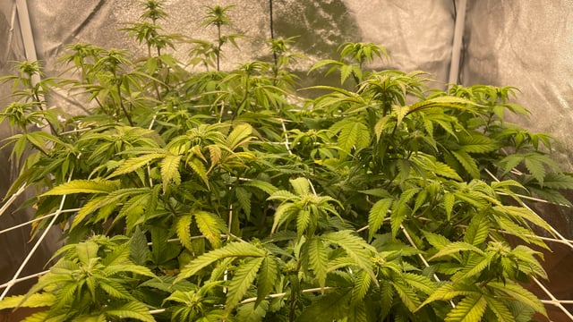 ❄️💚❄️WinterGrow❄️💚❄️ — flower, day 81