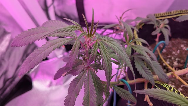 Dolly — vegetative, day 42