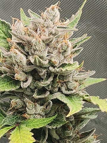 Another round of Mephisto Genetics from Schoolyard Crush and Do-si-delirium drops. — flower, day 71