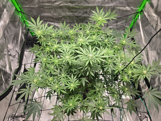 First grow — flower, day 76