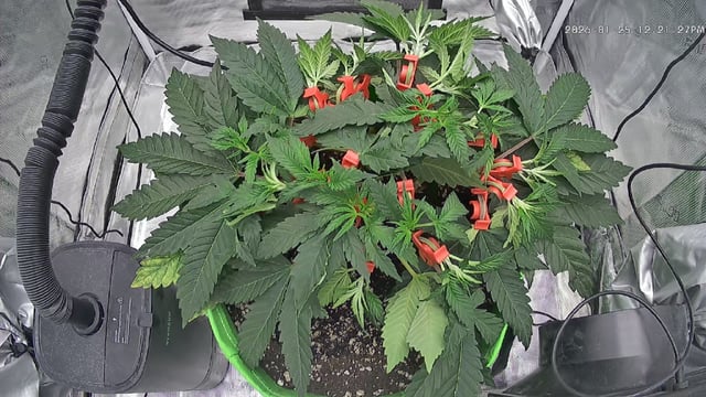 FastBuds Photo-Lemon Mandarin  — vegetative, day 48