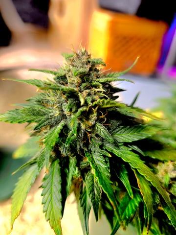 Fast Buds - Purp Lemonade — flower, day 51