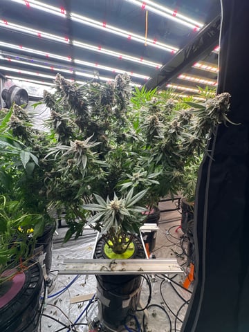 Black Runtz #1 — flower, day 12