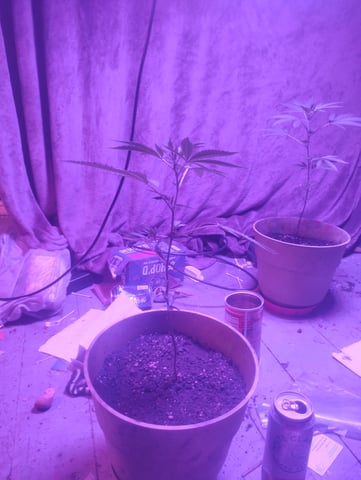 garlic mints — vegetative, day 1