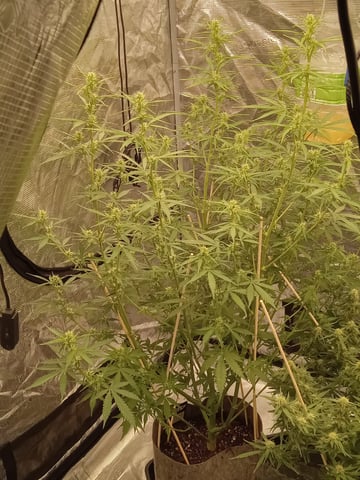   and one L.a kush cake . — flower, day 100