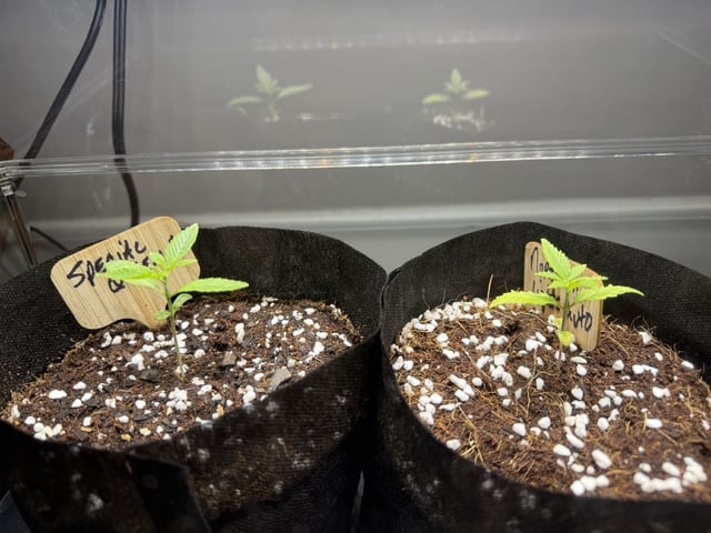  4 X 2  — seedling_rooting, day 19
