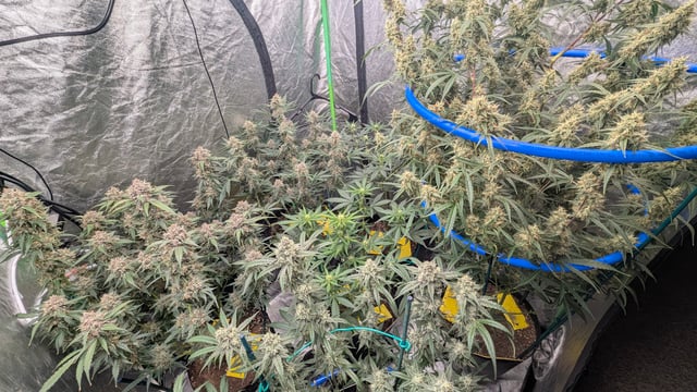 Mixed Grow — flower, day 79