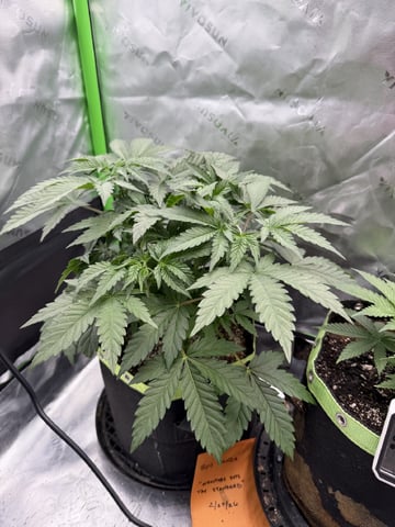 Yeti Milk Grow Off  — vegetative, day 6