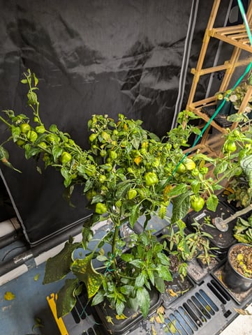 See what grows — vegetative, day 113