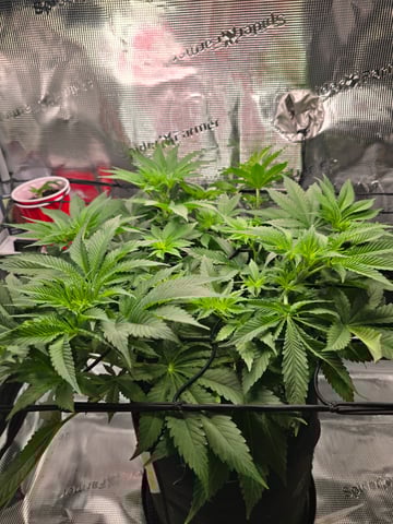 Northern lights #10 (Alaska) — flower, day 41