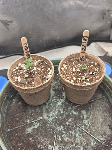 Technically 3rd grow (1st documented) — germination, day 5