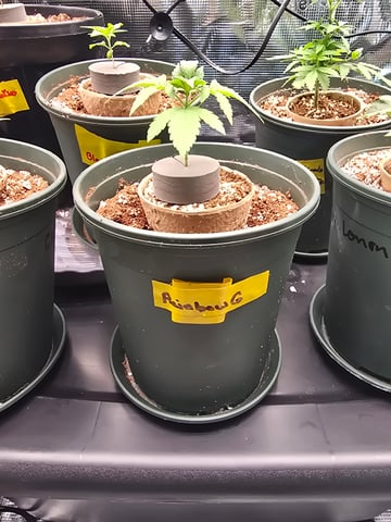 Bloody Mandarin Rainbow — vegetative, day 2