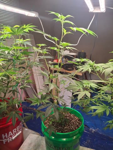 III — flower, day 106