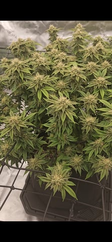 first grow — flower, day 100