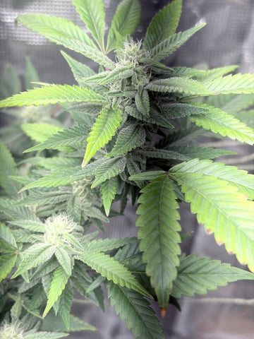 CANDYLAND — flower, day 130