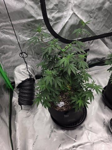 Summer 2026 Grow — flower, day 15