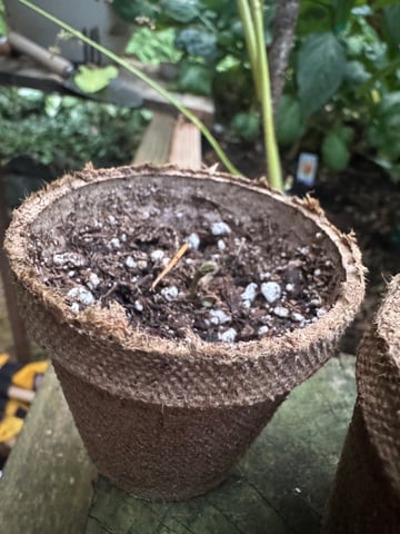 First grow — grow_setup, day 1