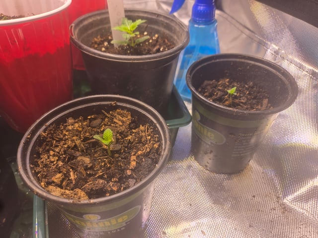 First grow  — seedling_rooting, day 5