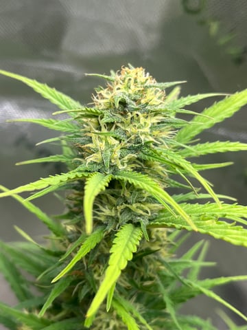 Wedding Cake Zkittlez — flower, day 22