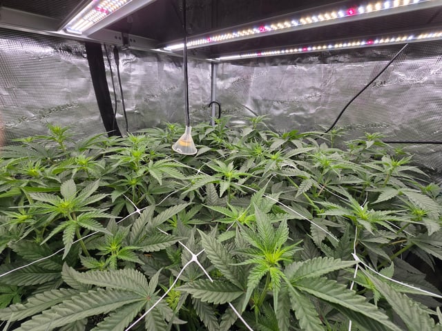 Grow #2 — flower, day 19