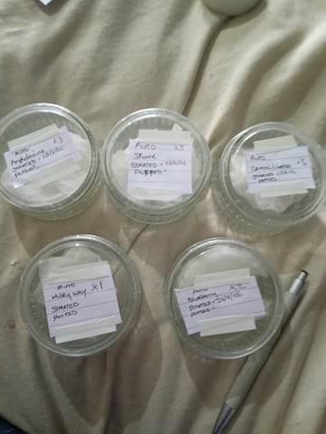 4 Different Kinds Of Autos  — grow_setup, day 2