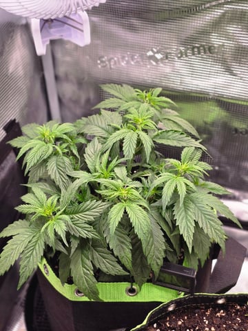 blue dream auto — vegetative, day 29