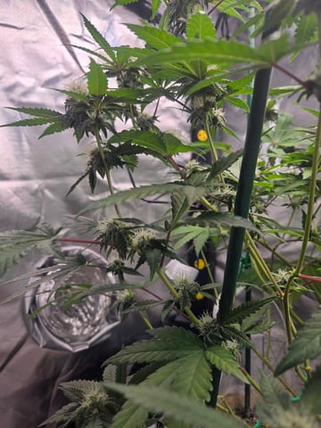Looking for advice! — flower, day 74