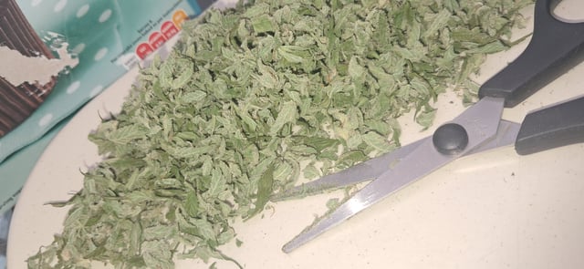 1st grow (green house)(natural) — flower, day 141