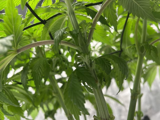 2025-26 harvest INDOOR — flower, day 93