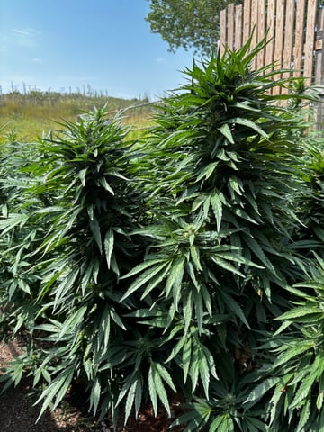 Outdoor Grow — flower, day 152