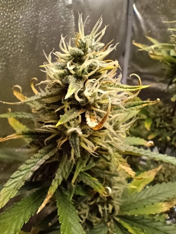 2×2 Autoflower FastBuds Grow — flower, day 6
